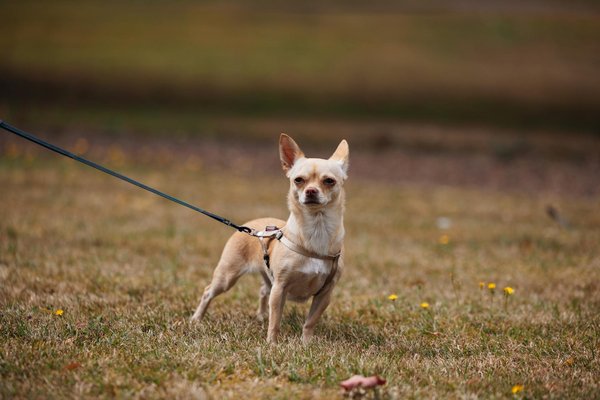 Hoeveel beweging heeft een binnenkat nodig?