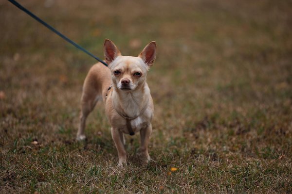 Hoe kun je een kat helpen om eenzaamheid te overwinnen?